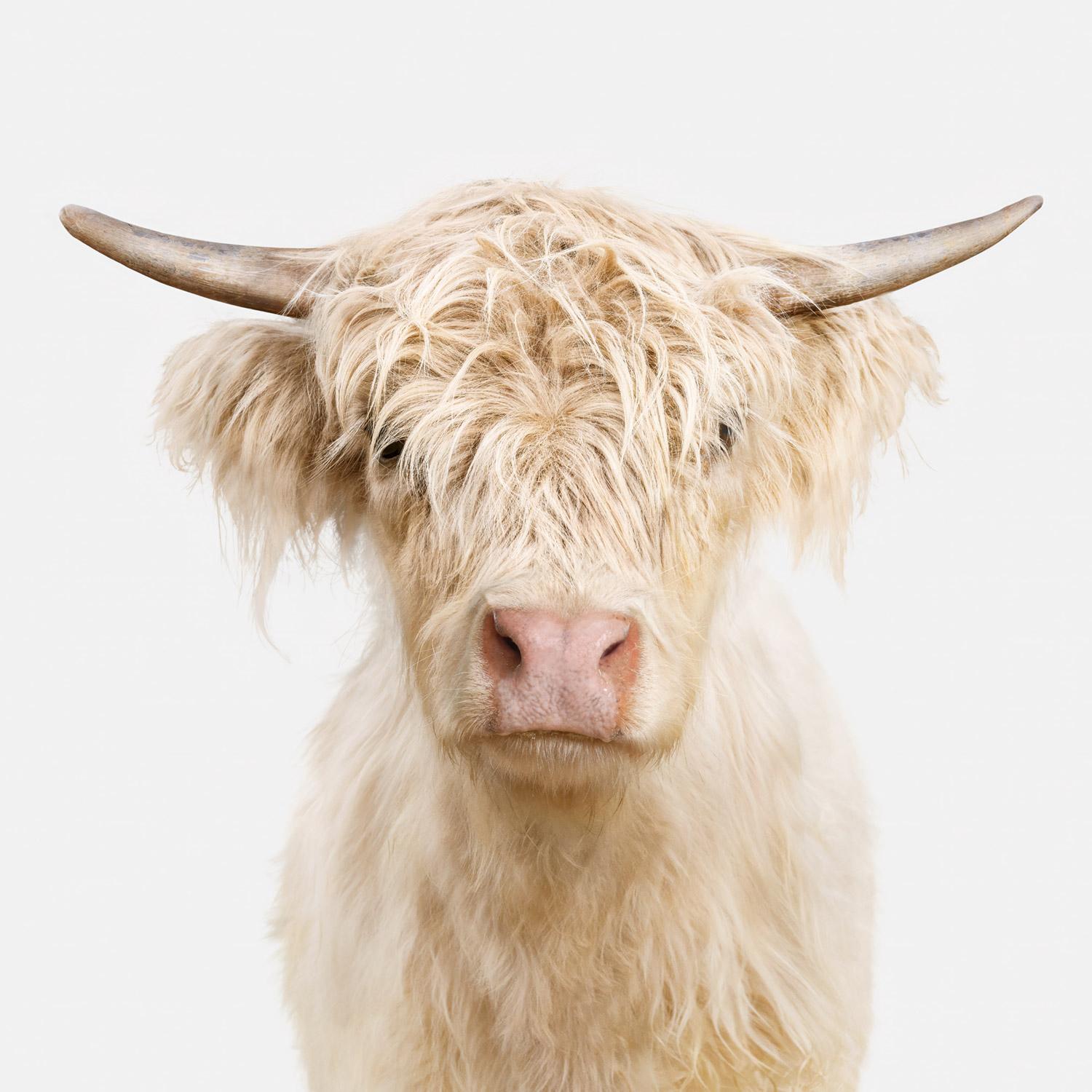 "Captar los ojos de un animal siempre es poderoso, pero especialmente con las vacas Highland. Es casi como si hubieras desvelado un secreto o descubierto una joya oculta. Y era una joya. Rose era, con diferencia, la Highland más amistosa y siempre