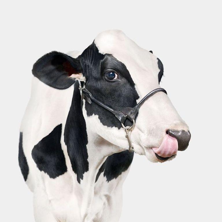 "This playful portrait of Shirley was one in a series of several dairy cows that started my work in animal portraiture. Renowned designer DJ Stout of Pentagram commissioned me to photograph a series of dairy cows in front of bright, poppy