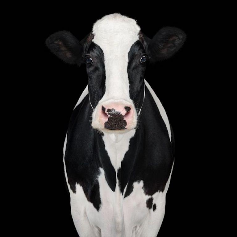 "Dairy cows are the quintessential animals of the American farm. Because we are so familiar with this particular breed and see them frequently grazing along roadside pastures, painted on billboards, or talking in storybooks, it can be easy to forget