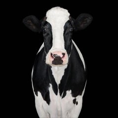 Randal Ford - Holstein Cow n° 2, photographie 2024, imprimée d
après