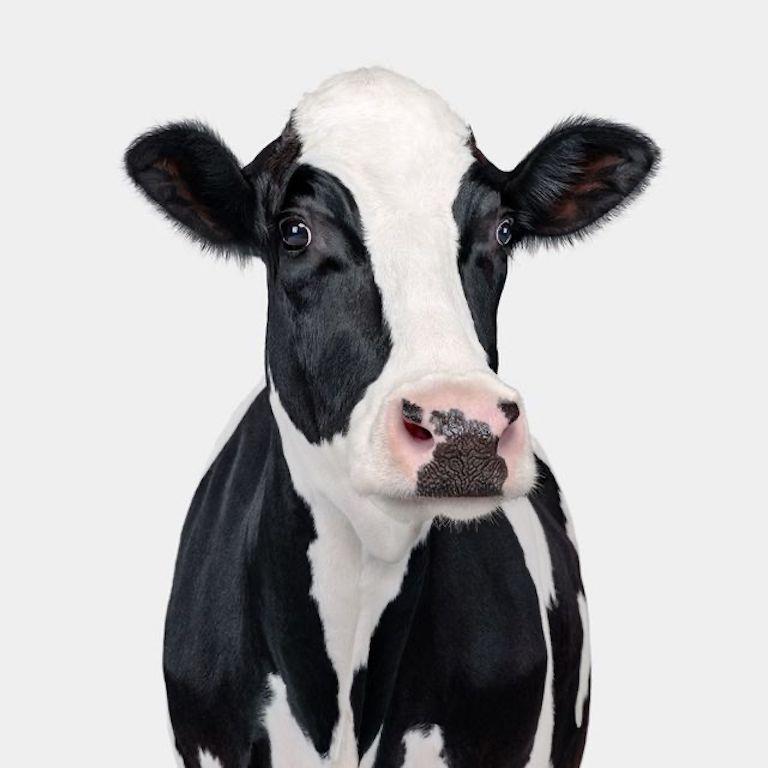 "Dairy cows are the quintessential animals of the American farm. Because we are so familiar with this particular breed and see them frequently grazing along roadside pastures, painted on billboards, or talking in storybooks, it can be easy to forget