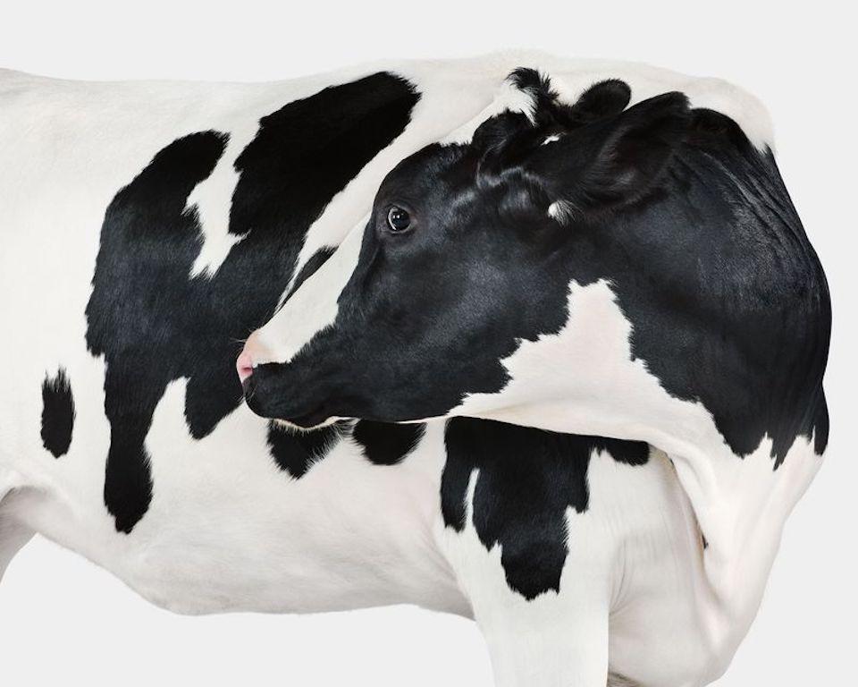 "Les vaches Holstein tiendront à jamais une place particulière dans mon cœur, car elles sont le premier animal que j'ai photographié en studio. Coates était une magnifique vache laitière au pelage blanc immaculé. Ses taches noires abstraites