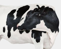 Randal Ford - Holstein Kuh Nr. 4, Fotografie 2024, Druck nach