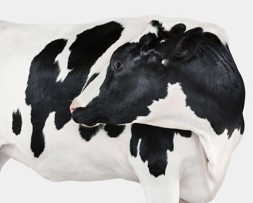Randal Ford - Holstein Cow n° 4, photographie 2024, imprimée d
après