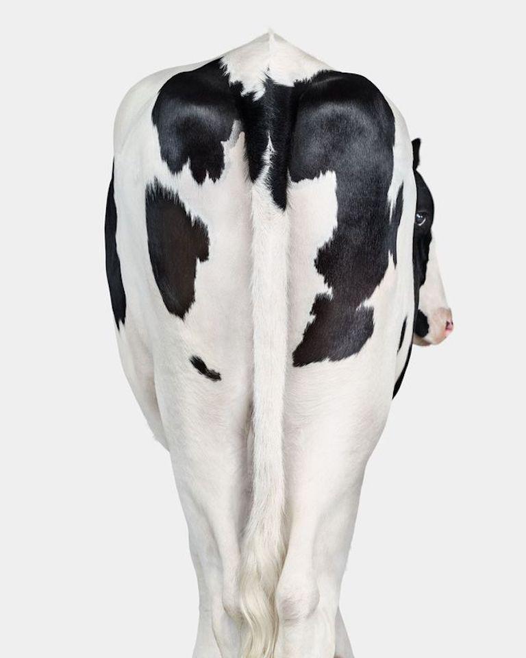 "Holstein cows will forever hold a special place in my heart as the first animal I ever photographed in the studio. Daisy was a beautiful dairy cow with the most pristine white coat. Her abstract black splotches came together like an old Rorschach