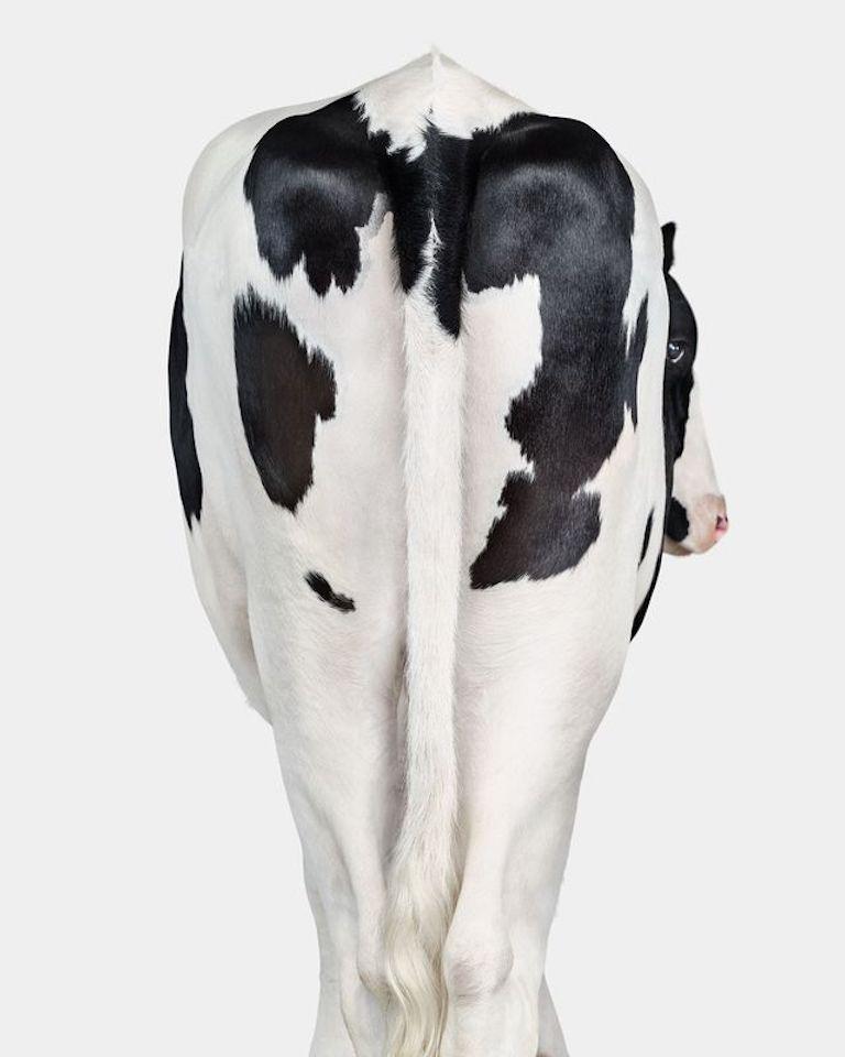 "Holstein-Kühe werden für immer einen besonderen Platz in meinem Herzen haben, da sie das erste Tier waren, das ich im Studio fotografiert habe. Daisy war eine wunderschöne Milchkuh mit einem makellosen weißen Fell. Ihre abstrakten schwarzen Kleckse