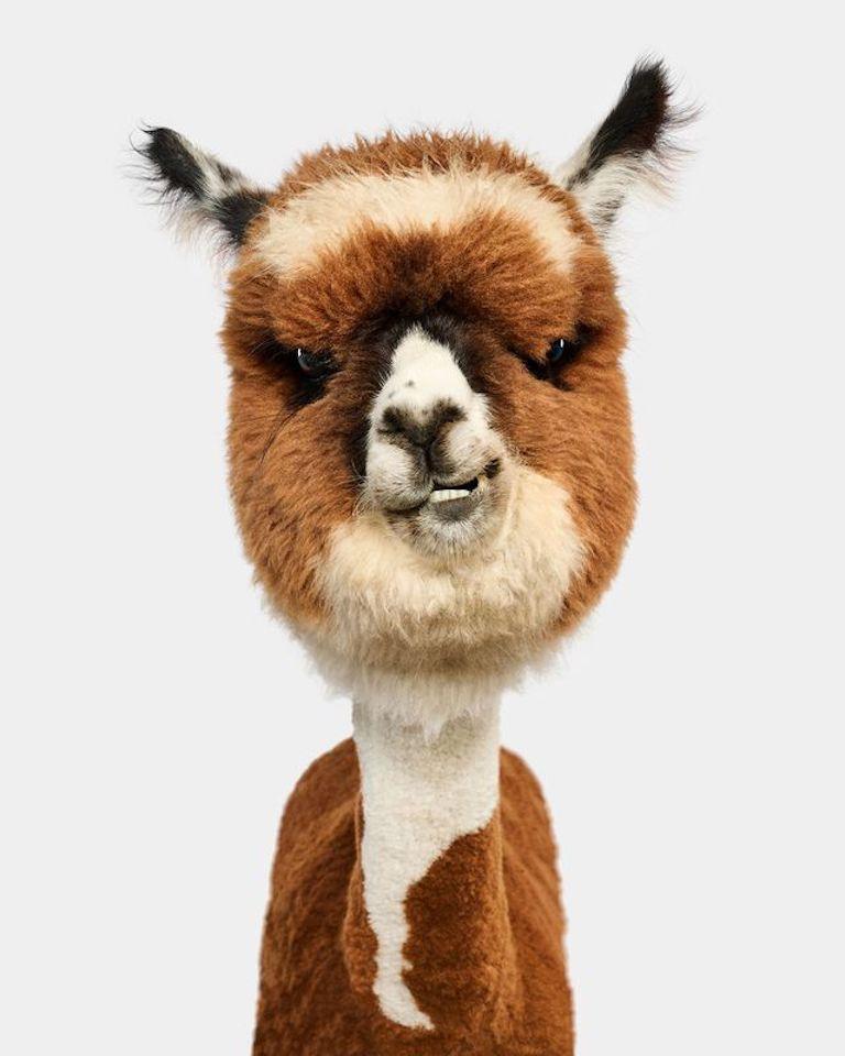Randal Ford - Huacaya Alpaca Cria, Photography 2024, Printed After
