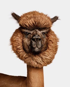 Randal Ford – Huacaya Alpaca No. 1, Fotografie 2024, Druck nach
