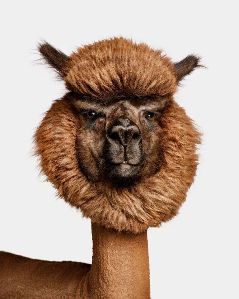 Randal Ford - Huacaya Alpaca n° 1, photographie 2024, imprimée d
après