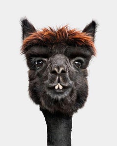 Randal Ford - Huacaya Alpaca No. 2, Photography 2024, Printed After