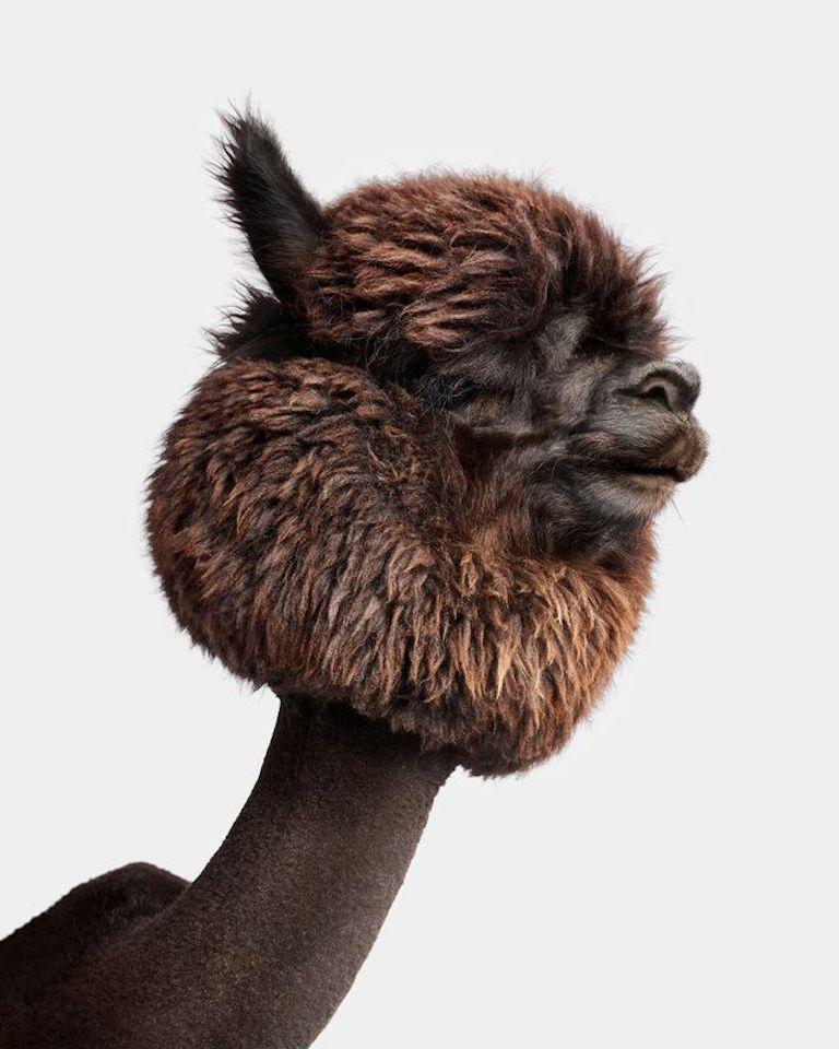 Randal Ford - Huacaya Alpaca n° 3, photographie 2024, imprimée d
après