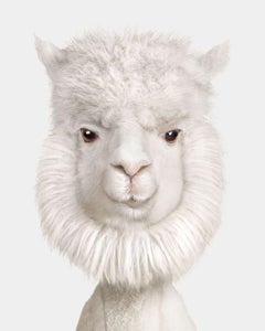 Randal Ford - Huacaya Alpaca No. 4, Photography 2024, Printed After