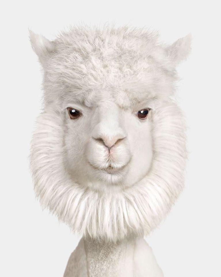 "Alpacas are often misunderstood and can be mistaken as dopey or doltish. Lily is a shining example of just how intelligent these adorable animals are. Known for her sharp intuition, Lily has an uncanny ability to read and observe the people around