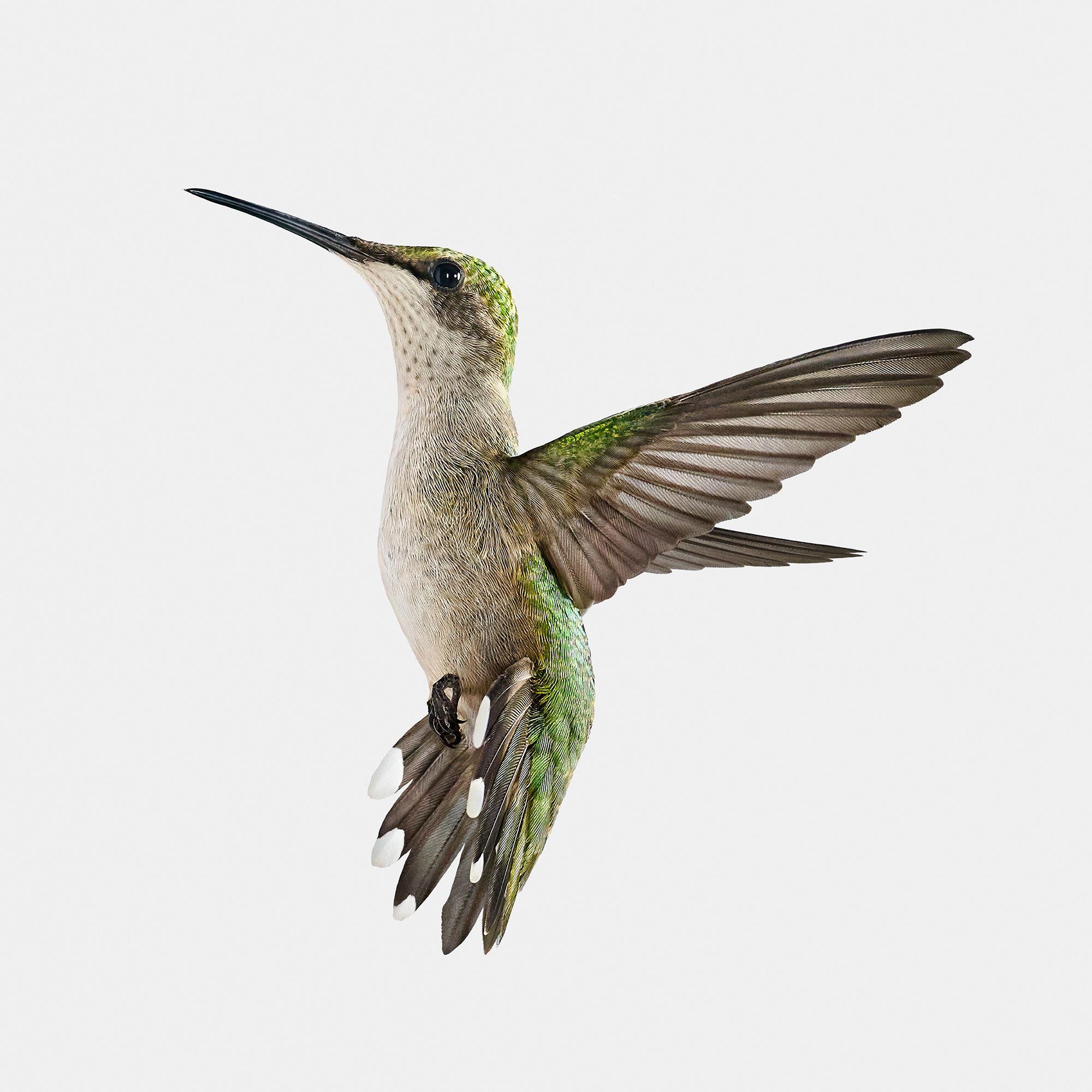 A month ago, I made a trip to Paris. Paris, Texas, that is.

Through mutual friends, I found an owner of a ranch who had two large hummingbird feeders and was going through over two gallons of feed each day, feeding a flock of hummingbirds.

I have