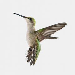 Randal Ford - Hummingbird in Paris, photographie 2022