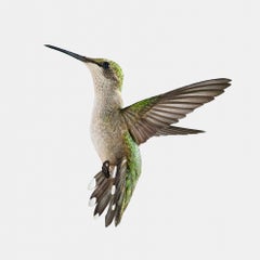 Randal Ford – Hummingbird in Paris, Fotografie 2022, Nachdruck
