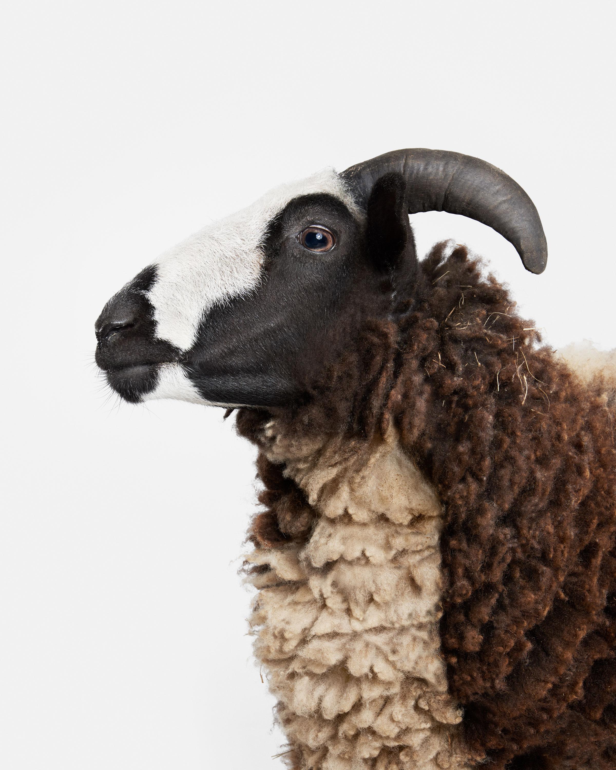 Randal Ford - Jacob Sheep n° 1, photographie de 2018, imprimée d'après