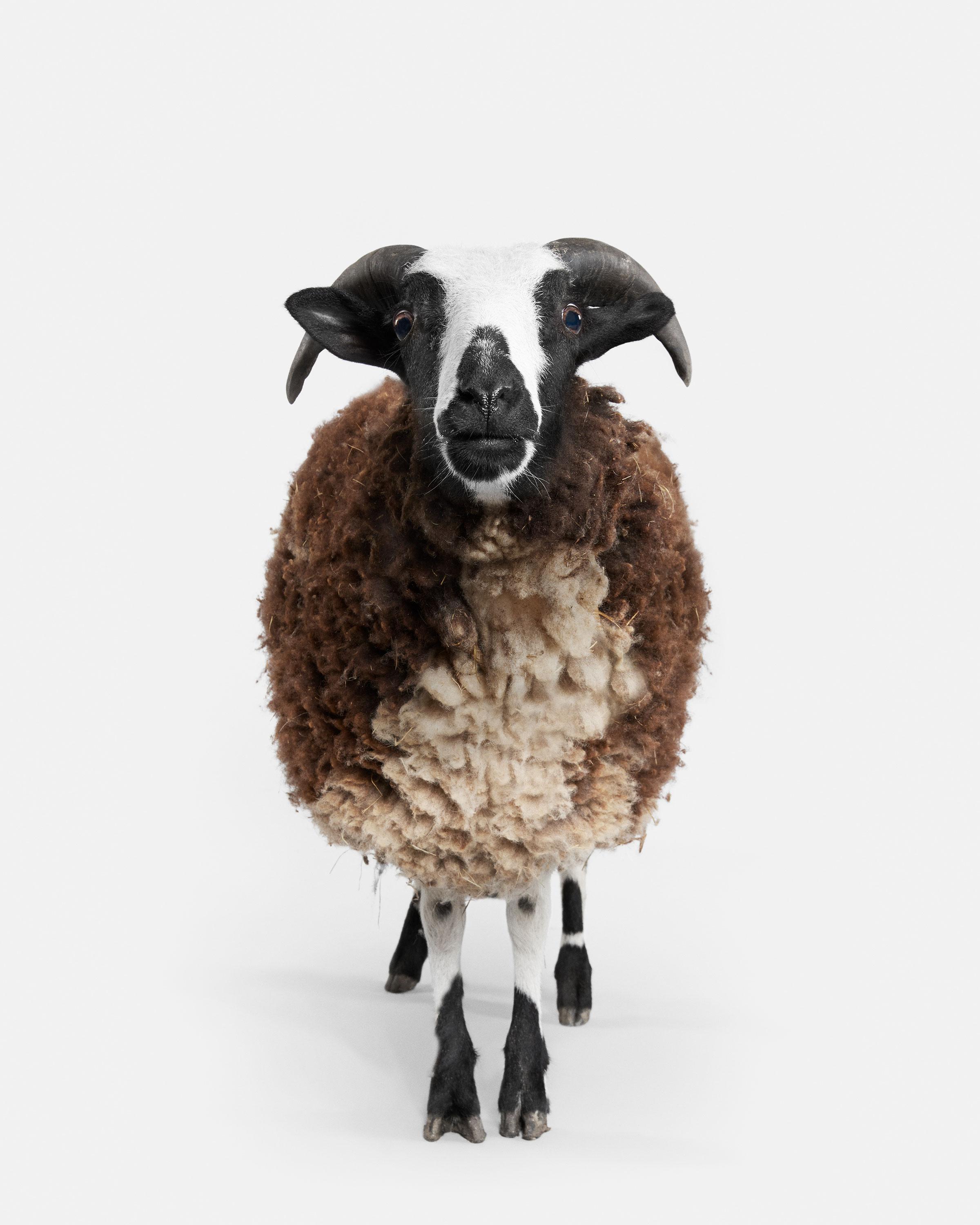 Randal Ford - Jacob Sheep n° 2, photographie de 2018, imprimée d'après