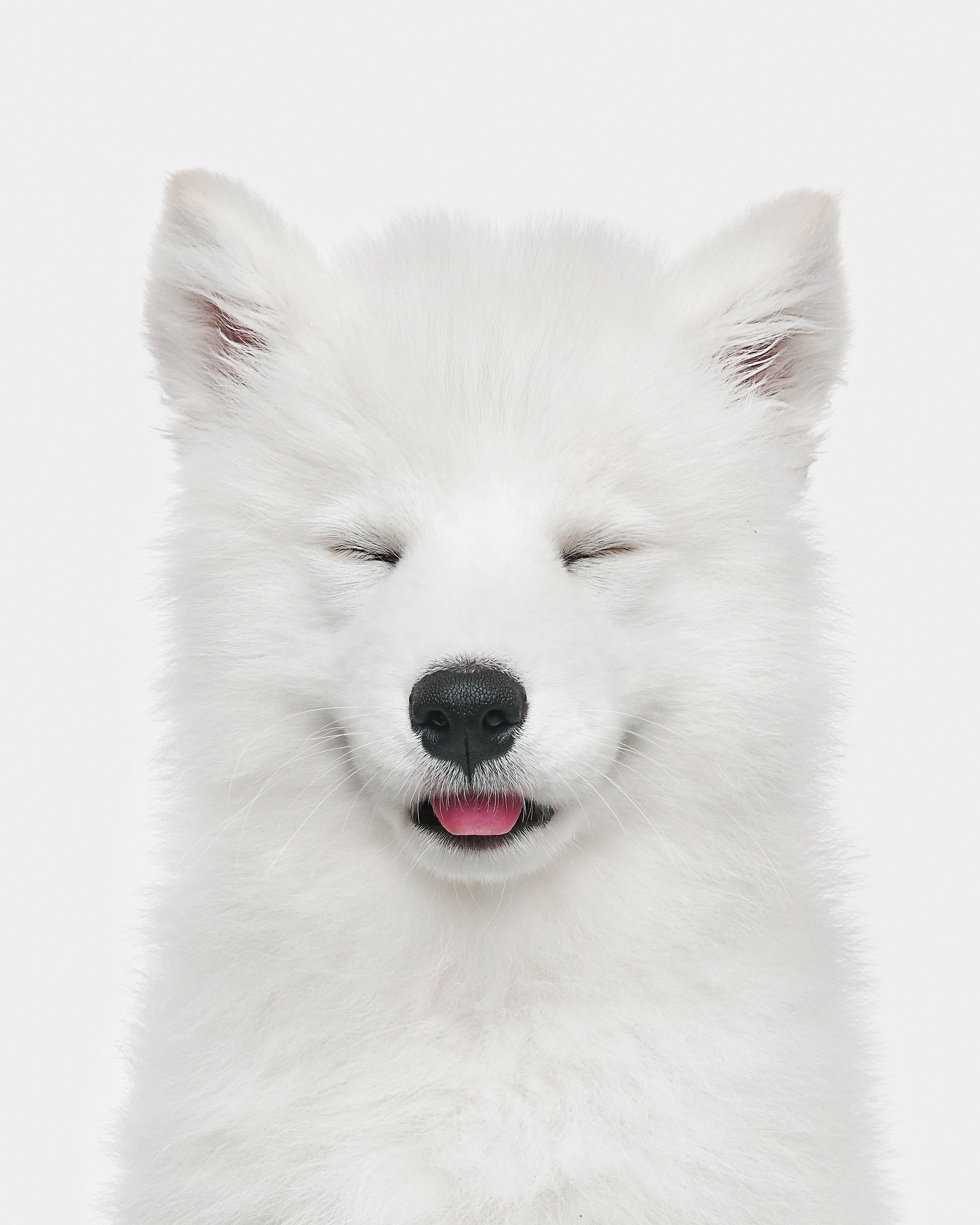 Verfügbare Größen:
37,5" x 30", Auflage von 15
50" x 40", Auflage von 10
60" x 48", Auflage von 5

Erzählung:
Besser kann es gar nicht werden. Janis auf Weiß zu fotografieren, war eigentlich ziemlich technisch und erforderte äußerste Präzision. Wenn