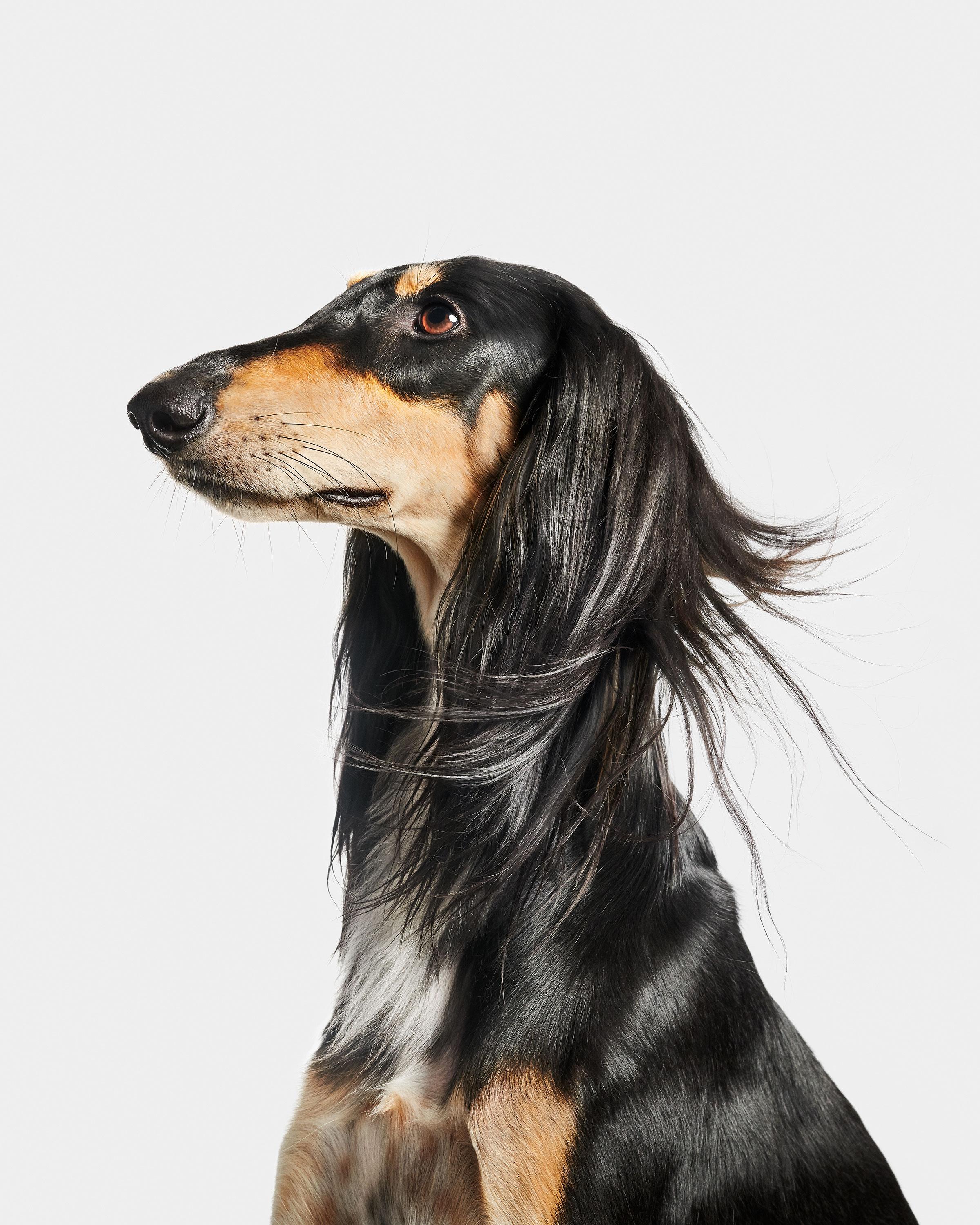 Available sizes:
37.5" x 30", Edition of 15
50" x 40", Edition of 10
60" x 48", Edition of 5

Narrative:
Salukis are quite large and remarkably graceful-- they glide across the floor, wind-in-hair, as if permanently existing in a shampoo commercial.