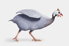 Randal Ford – Lavendel Guinea Hen, Fotografie 2024, Nachdruck gedruckt
