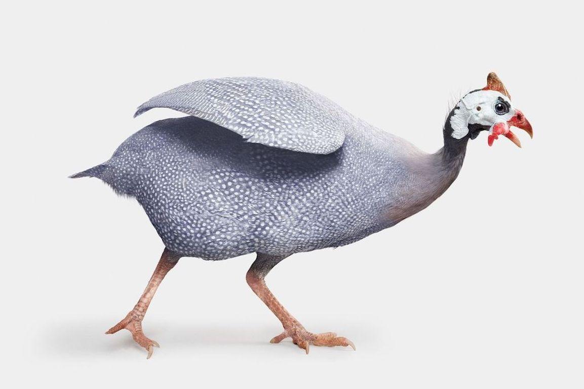 Randal Ford - Lavender Guinea Hen, Photography 2024, Printed After