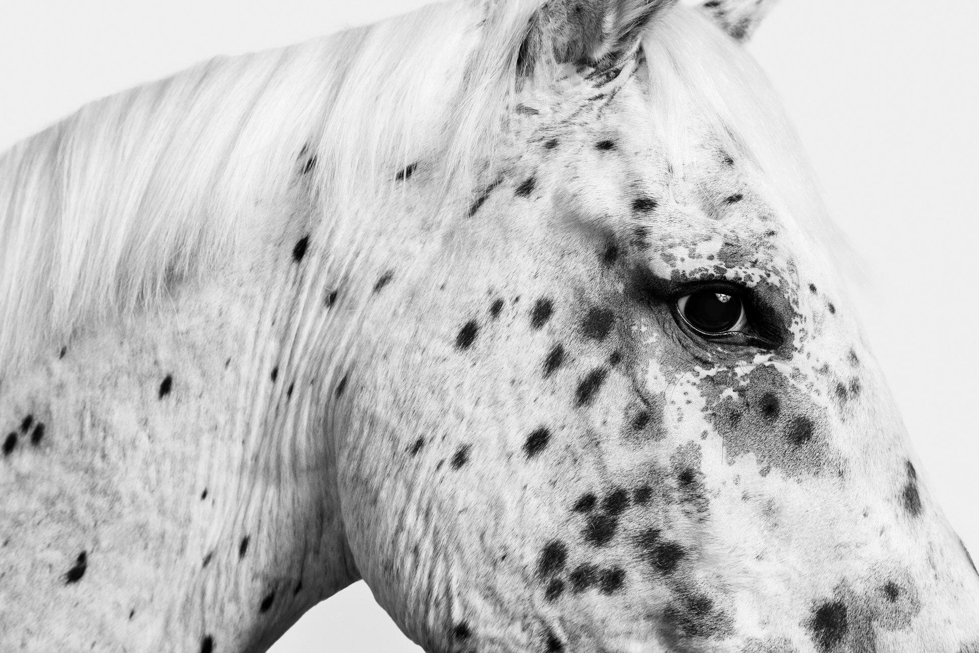 Available Sizes:
30" x 45" Edition of 15
40" x 60" Edition of 10
48" x 72" Edition of 5

The second I saw Eva; I knew I had to create a portrait of her.  Her classic leopard appaloosa spots were captivating to me.   The greatest perfection is in