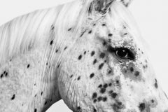 Randal Ford - Caballo Leopardo Appaloosa nº 1 (BW), 2024, Impreso después de