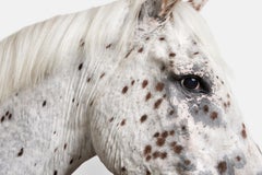 Randal Ford - Caballo Leopardo Appaloosa nº 1, Fotografía 2018, Impresión posterior