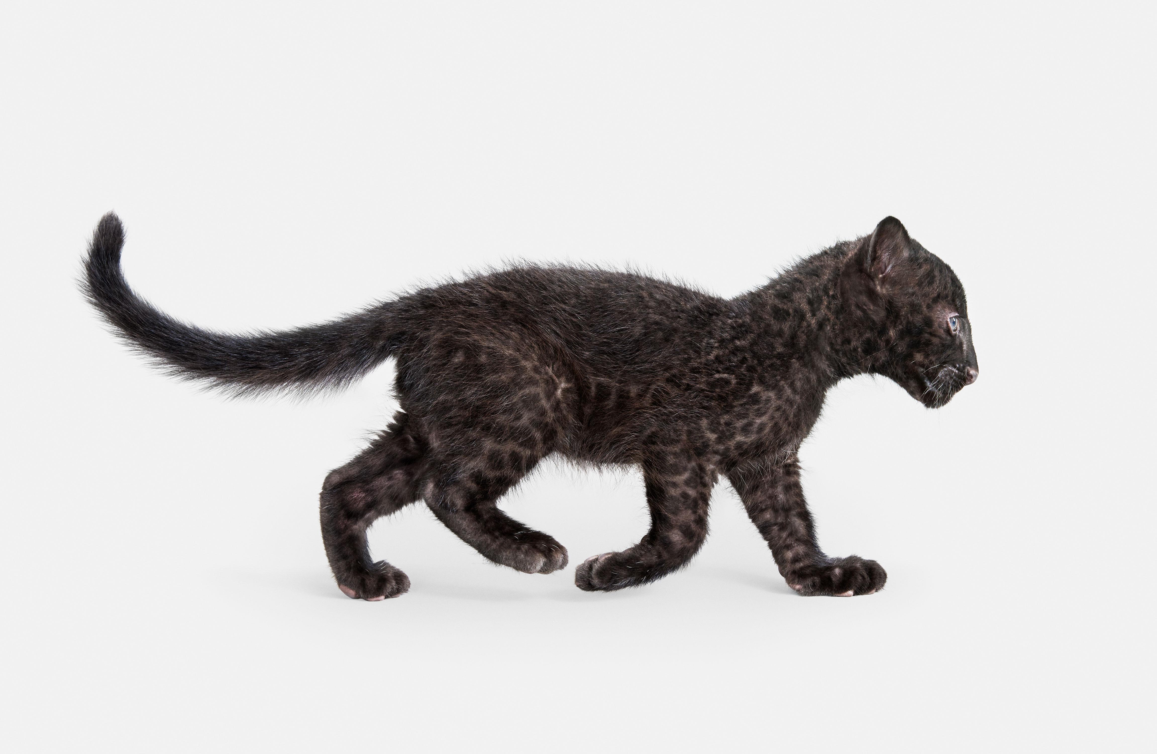 Randal Ford - Leopard Cub, Photography 2018, Printed After