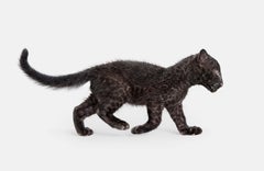 Randal Ford - Randal Ford - Leopard Cub, Photography 2018, Printed After Randal Ford - Leopard Cub, Photography 2018, Printed After