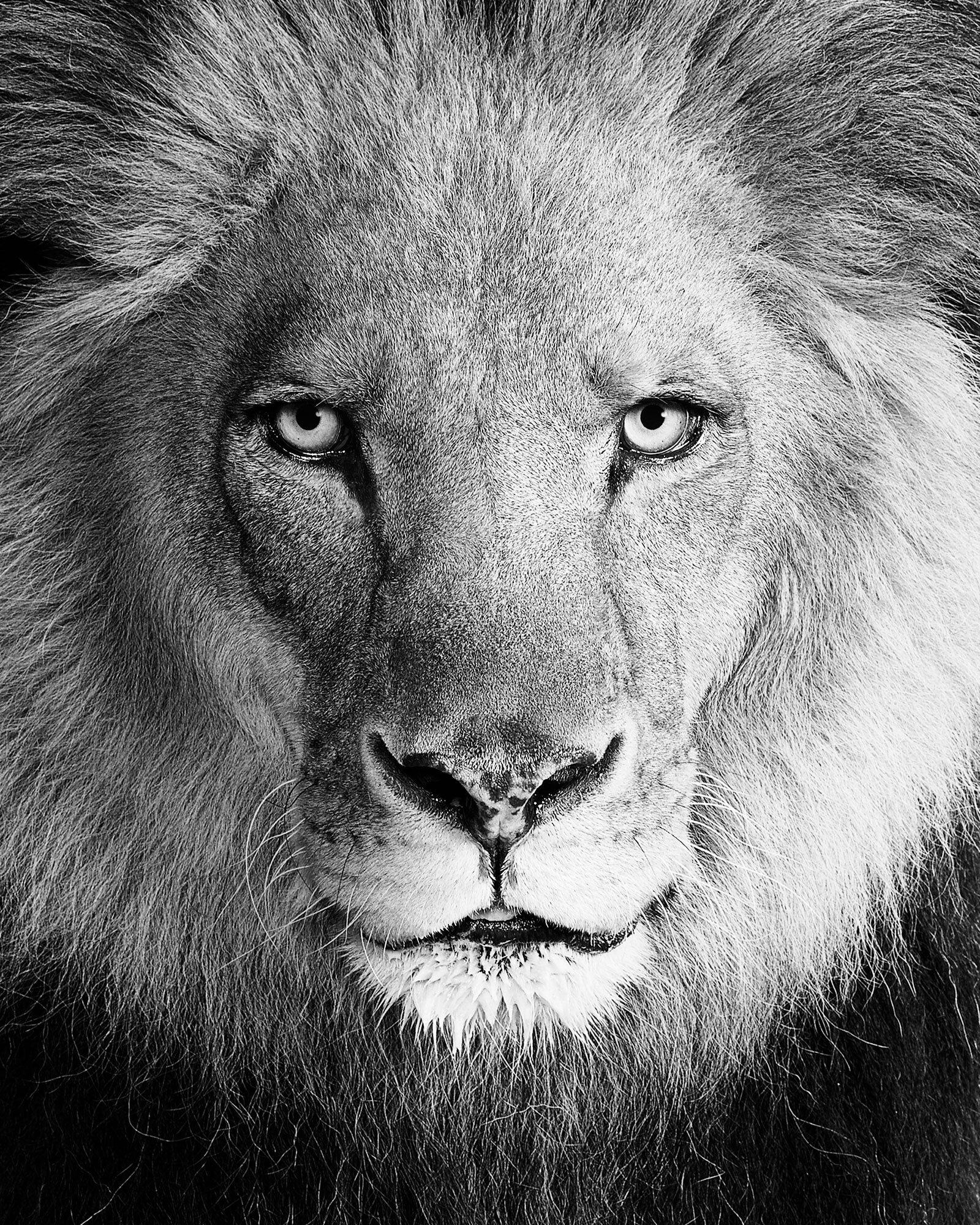 Randal Ford - Lion No. 1 (BW), Photography 2025, Printed After