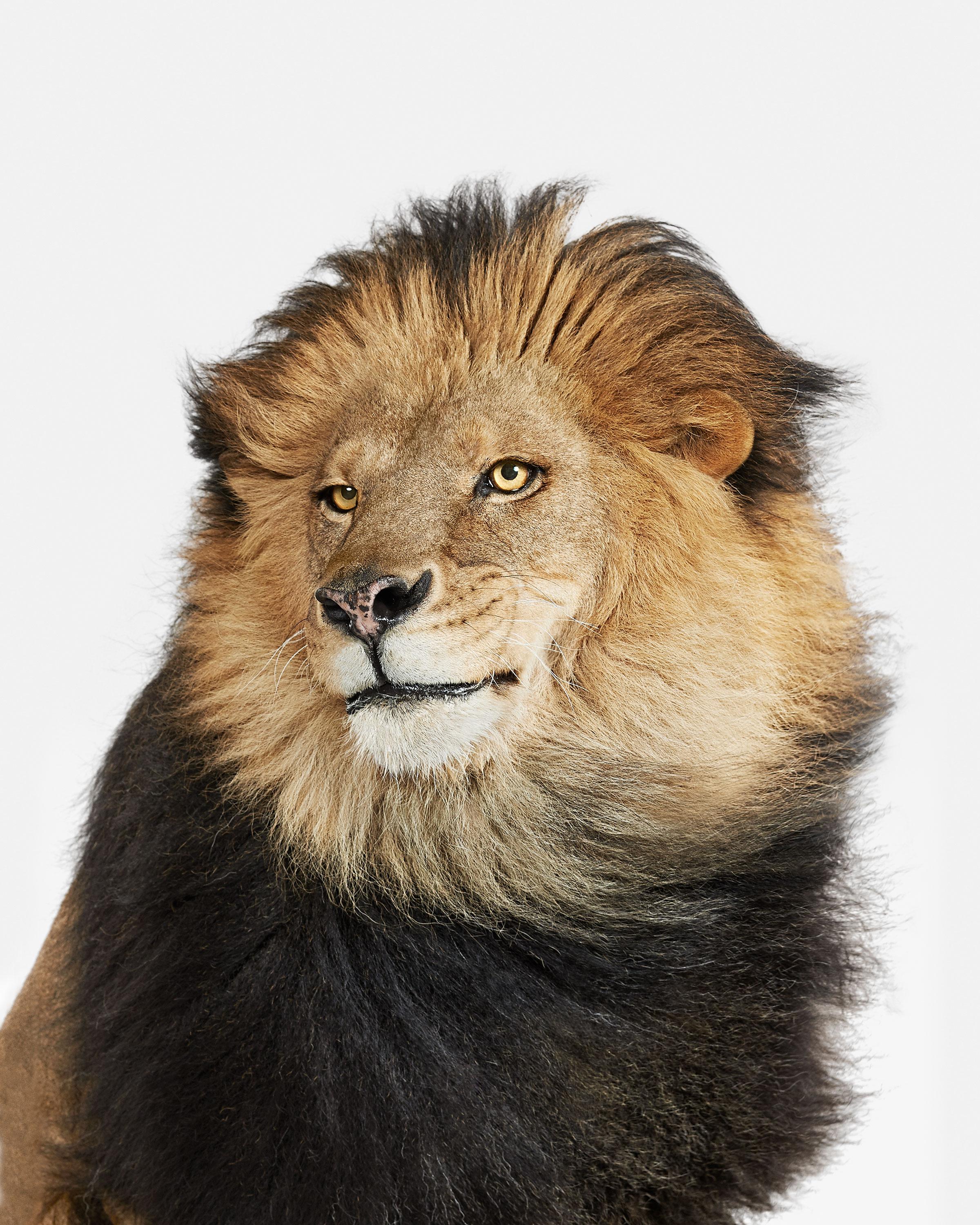 Randal Ford - Lion No. 2, Photography 2018, Printed After
