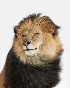 Randal Ford - Lion n° 2, photographie de 2018, imprimée d'après