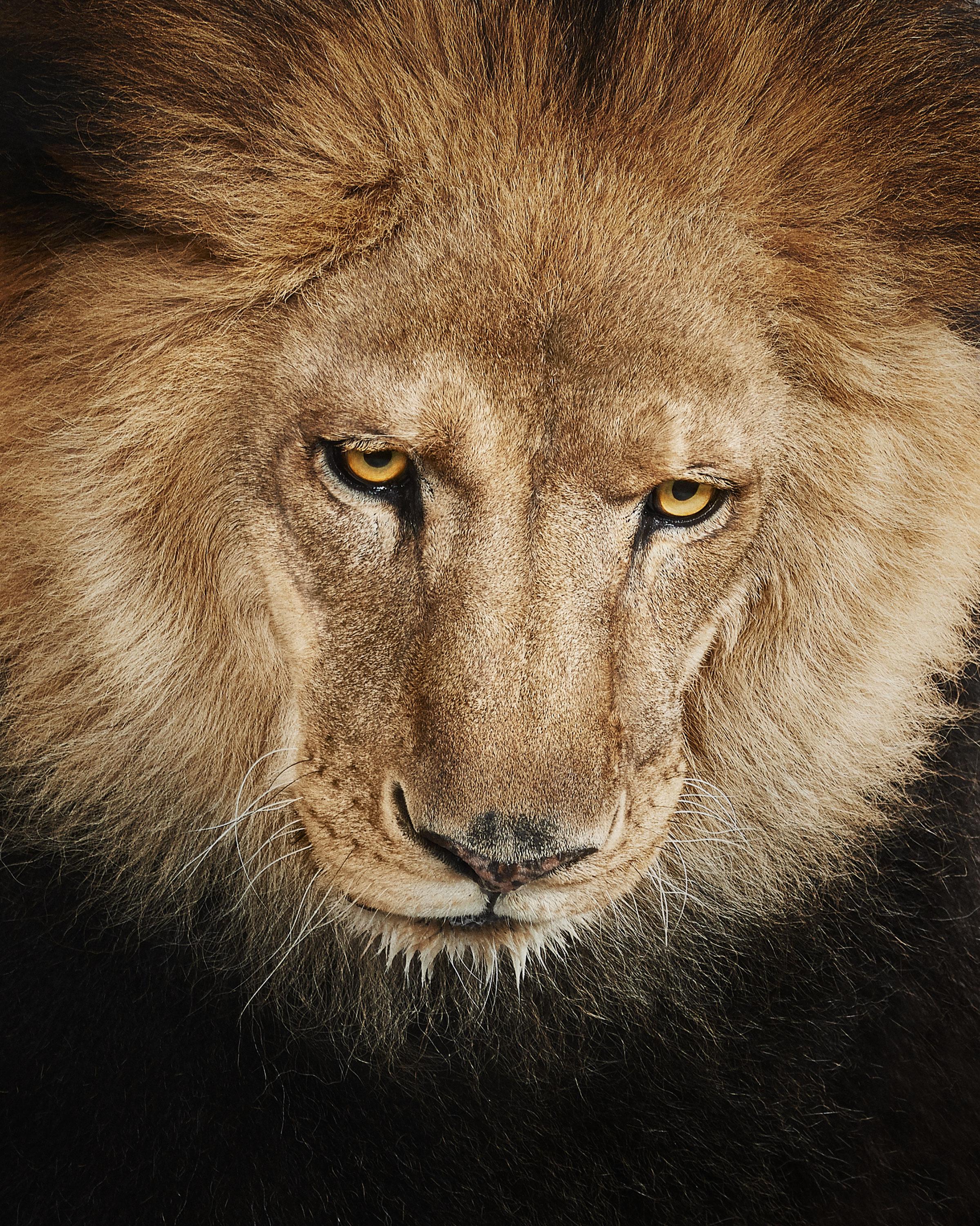Available Sizes:
37.5 x 30 in Edition of 15
50 x 40 in Edition of 10
60 x 48 in Edition of 5

Over 40,000 years ago, we began to depict animals in cave drawings. Throughout history, mankind’s consistent portrayal of animals in art is a testament to