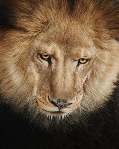 Randal Ford - Lion n° 3, photographie de 2018, imprimée d'après