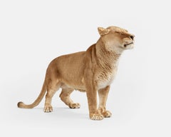 Randal Ford - Lioness No. 2, Fotografie 2018