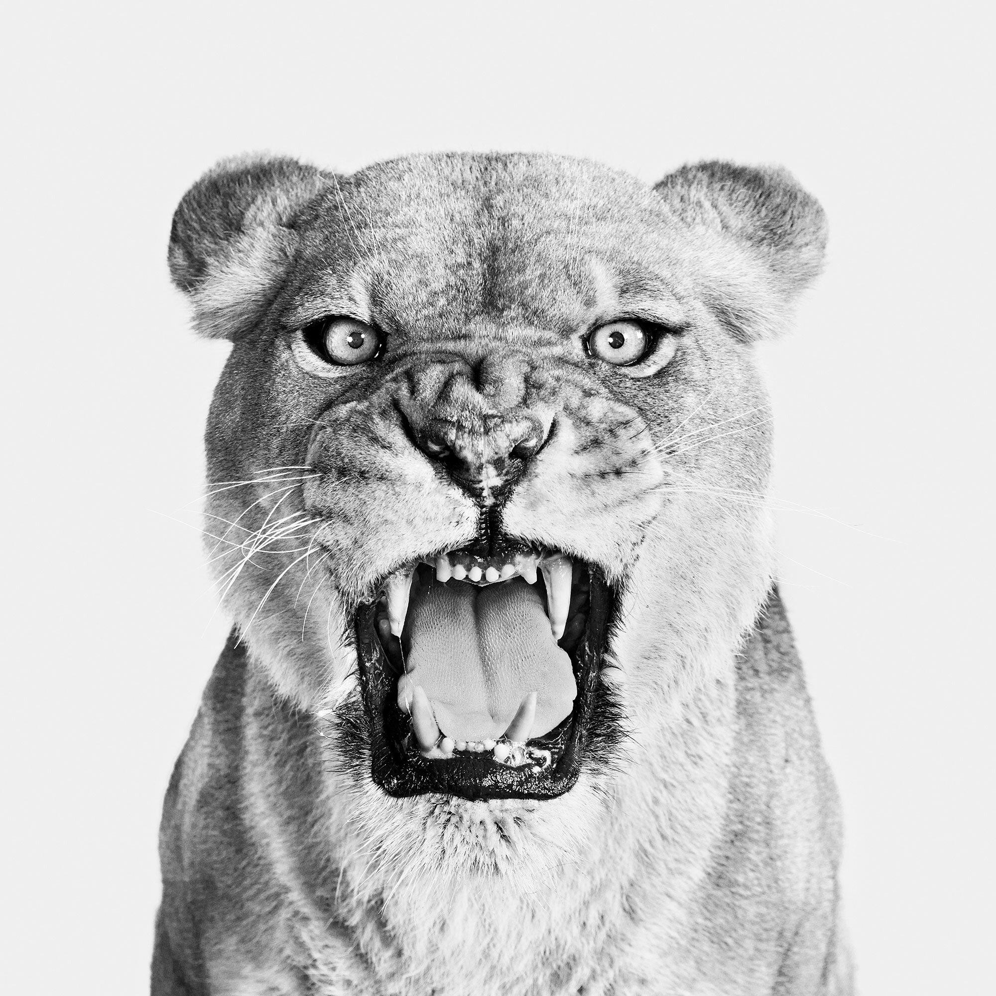 Randal Ford - Lioness Roar, photographie 2024, imprimée d'après