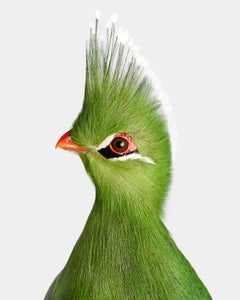 Randal Ford - Livingstone’s Turaco, Photography 2018, Printed After