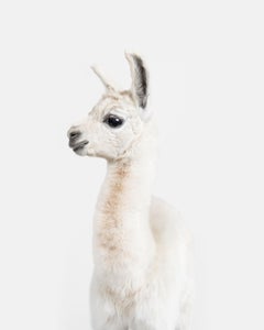 Randal Ford - Llama Baby, photographie, 2018