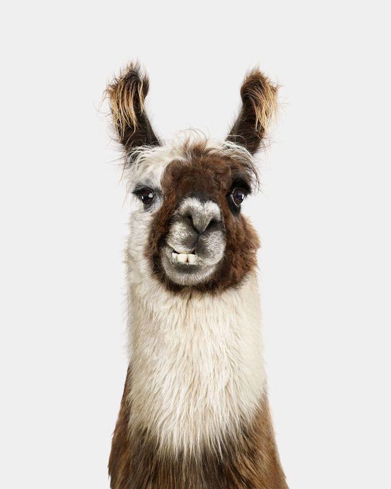 Randal Ford - Llama No. 2, Photography 2024, Printed After