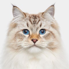 Randal Ford - Langehaarige sibirische Waldkatze, Fotografie 2024, gedruckt nach