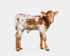 Randal Ford - Longhorn Newborn Calf, Photography 2024, Printed After