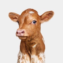 Randal Ford - Longhorn Neugeborenes Kalb, Fotografie 2024, gedruckt nach