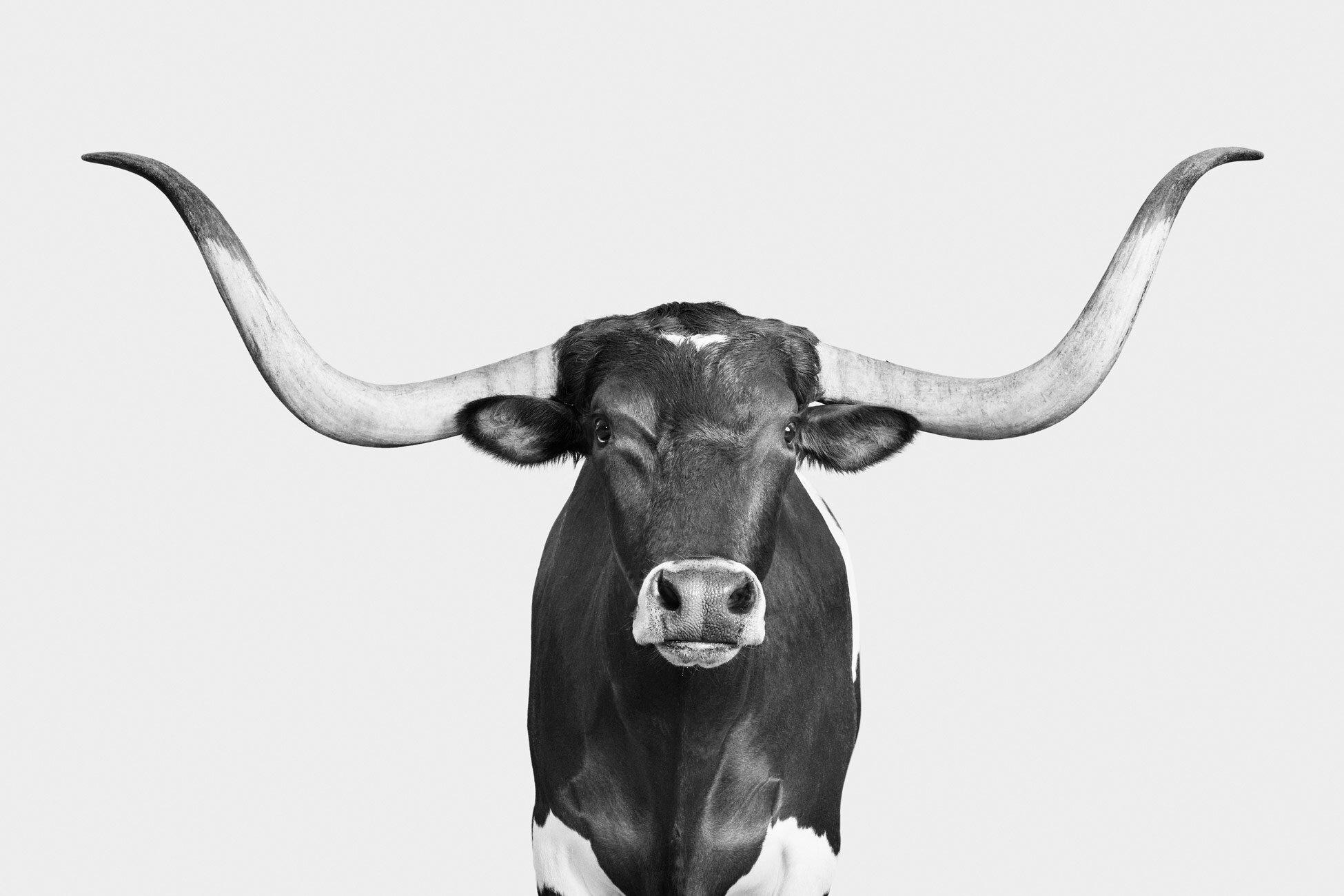 Randal Ford - Longhorn No. 1 (BW), Photography 2024, Printed After