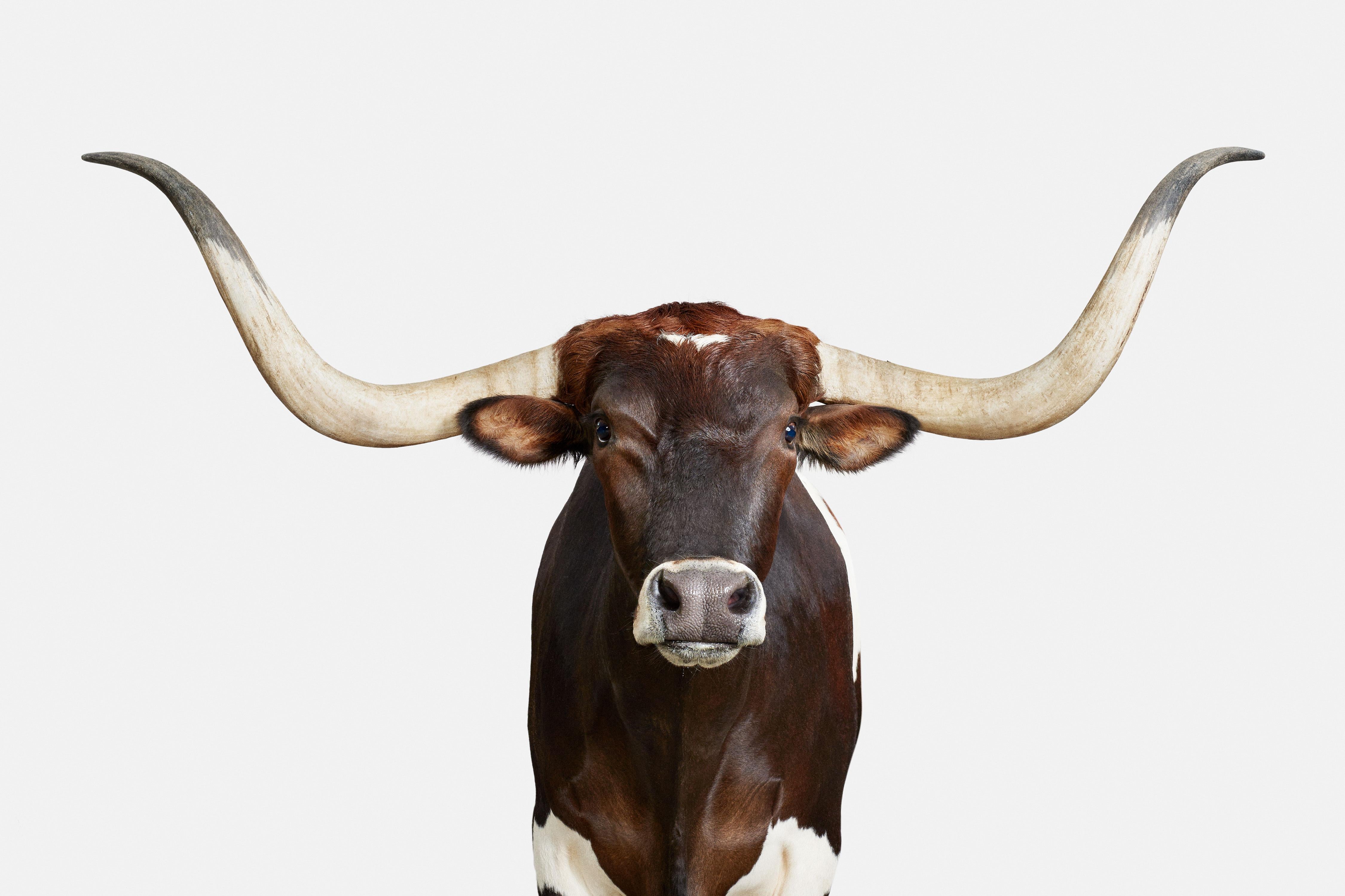 Randal Ford - Longhorn No. 1, Photography 2018, Printed After