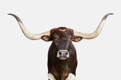 Randal Ford - Longhorn No. 1, Photography 2018, Printed After