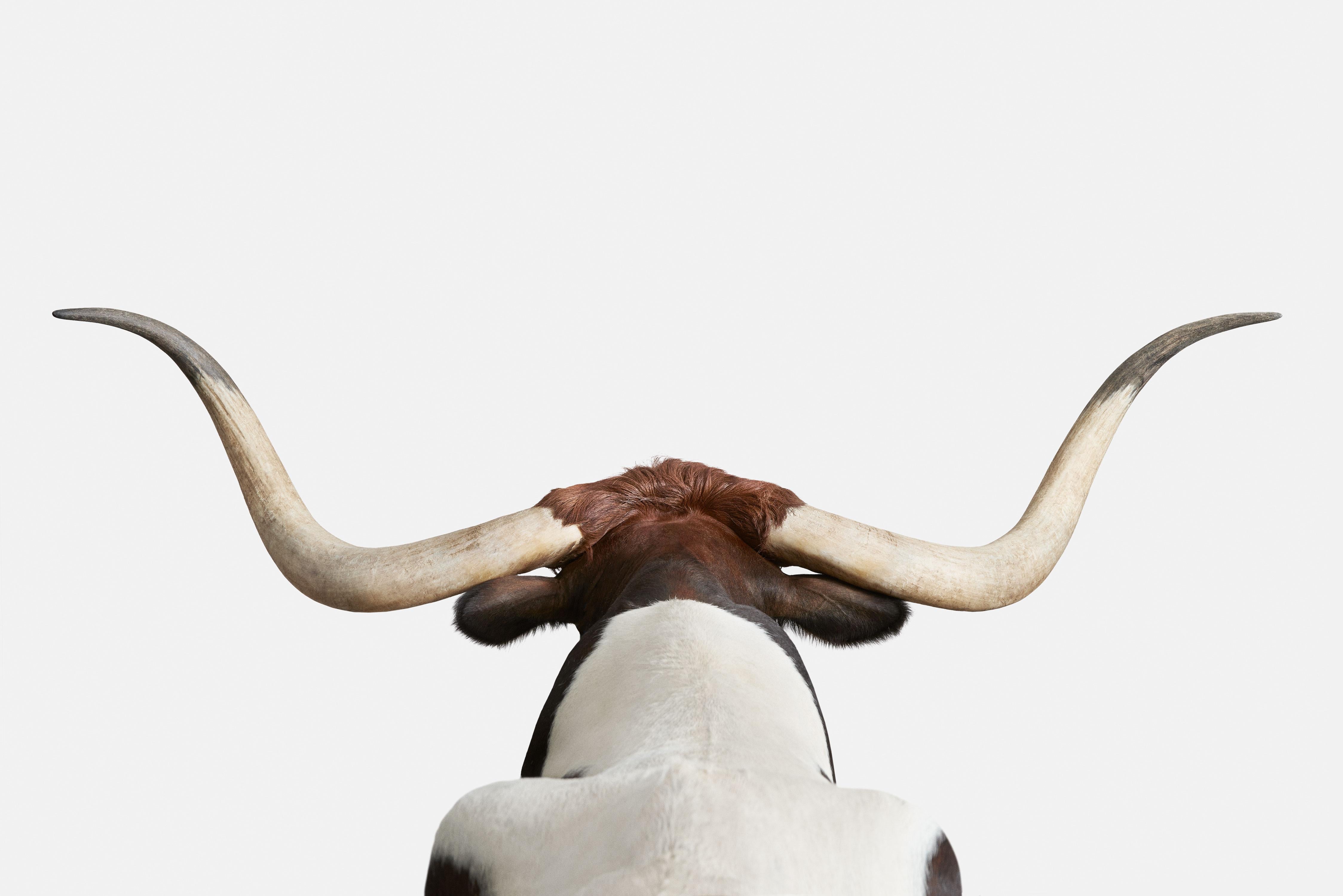 Randal Ford - Longhorn n° 2, photographie de 2018, imprimée d'après