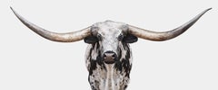 Randal Ford - Longhorn No. 8 Panoramic, Photography 2018, Printed After