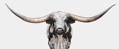 Randal Ford - Longhorn n° 8 Panoramic, photographie 2018, imprimée d'après